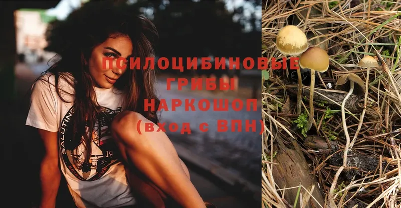 Псилоцибиновые грибы Magic Shrooms  где купить   Агидель 